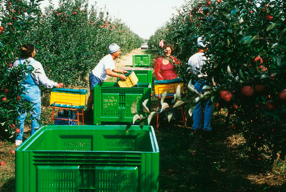 Caisse palette plastique agricole Agribox Caisse palette plastique agricole Agribox