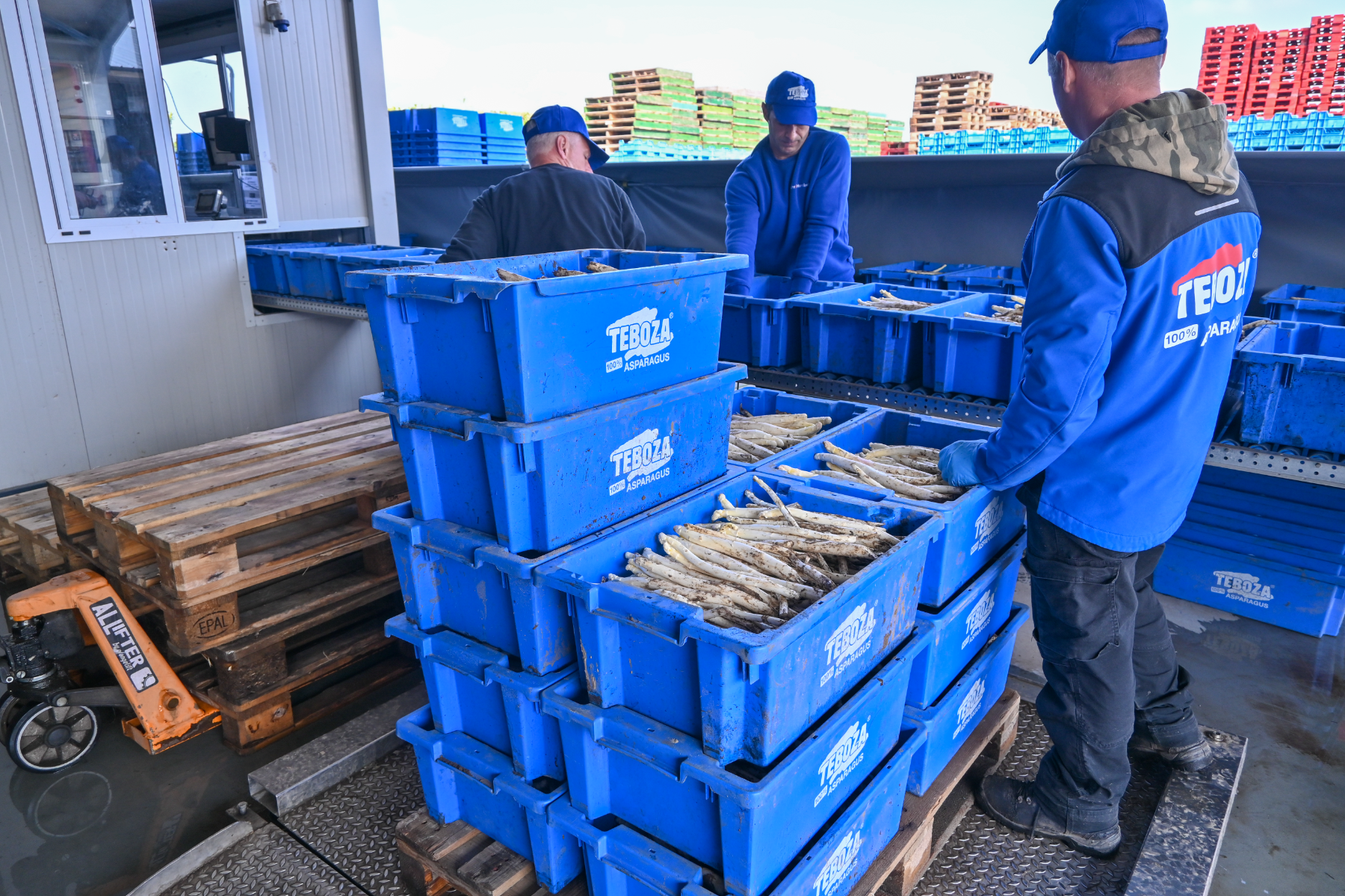 Asperge verwerking Asperge verwerking