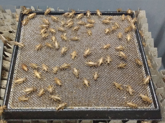 krekels kweken legbakjes-vacuumvorm